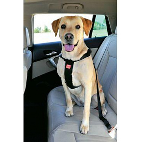 Szelki dla psa Bezpieczeństwo do samochodu L Zolux Szelki dla psa Bezpieczeństwo do samochodu L Zolux