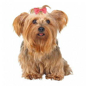 Kokardka z metalową klamrą [10 szt.] 4x5,5cm 6x4,5cm