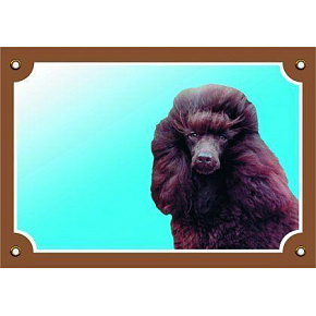 Kolorowa tabliczka Uwaga pies, Pudl czarny Kolorowa tabliczka Uwaga pies, Pudl czarny