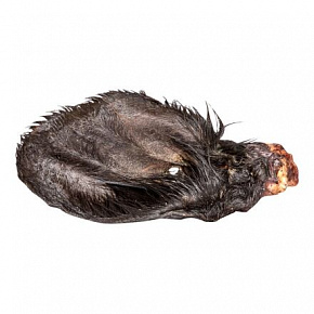 Suszone ucho wołowe z sierścią - 1 szt. Suszone ucho wołowe z sierścią - 1 szt.