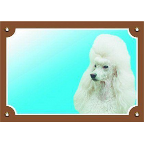 Kolorowa tabliczka Uwaga pies, Pudl jasny Kolorowa tabliczka Uwaga pies, Pudl jasny