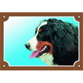 Kolorowa tabliczka Uwaga pies, Berneński pies pasterski