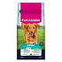 Eukanuba Dog Adult Large bogata w jagnięcinę i ryż 12kg