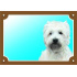 Kolorowa tabliczka Uwaga pies, West highland white terrier