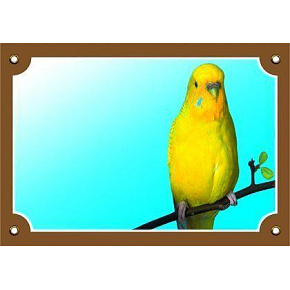 Kolorowa tabliczka Uwaga pies, Papużka żółta