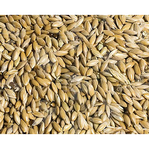 VL Holuby Lesknica kanaryjska 25 kg