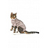 Kombinezon Body Suit Step'n Go Cats S beżowy BUSTER