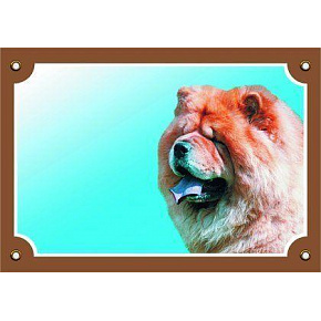 Kolorowa tabliczka Uwaga pies, Chow chow