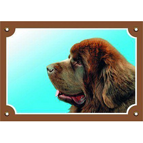 Kolorowa tabliczka Uwaga pies, Nowofundland brązowy