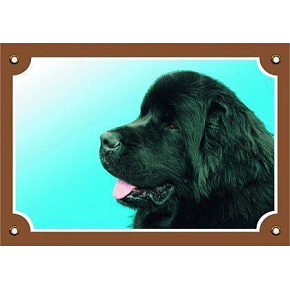 Kolorowa tabliczka Uwaga pies, Nowofundland czarny pies Kolorowa tabliczka Uwaga pies, Nowofundland czarny pies