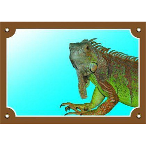 Kolorowa tabliczka Uwaga pies, Legwan Kolorowa tabliczka Uwaga pies, Legwan