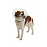 Kołnierz ochronny BUSTER plastikowy Clic Collar 10cm