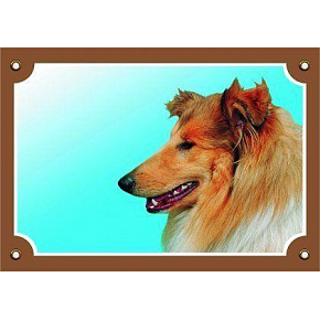 Kolorowa tabliczka Uwaga pies, Collie