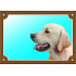 Kolorowa tabliczka Uwaga pies, Golden Retriever