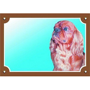 Kolorowa tabliczka Uwaga pies, Cavalier King Charles
