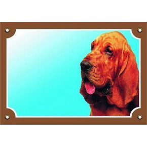 Kolorowa tabliczka Uwaga pies, Bloodhound