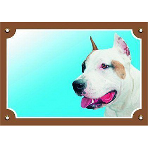 Kolorowa tabliczka Uwaga pies, Amerykański Staffordshire Terrier