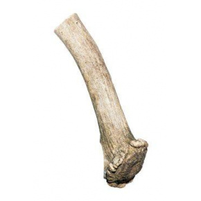 Przysmak z poroża Daniek 140-170g
