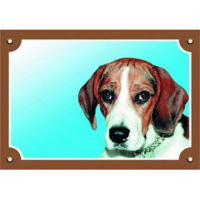 Kolorowa tabliczka Uwaga pies, Beagle