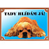 Kolorowa tabliczka Uwaga pies, Leżący amerykański cocker spaniel