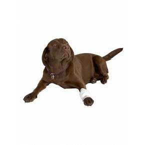 Opatrunek siatkowy BUSTER 1,25cm x 6,5m biały