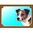 Kolorowa tabliczka Uwaga pies, Jack Russell terrier