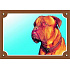 Kolorowa tabliczka Uwaga pies, Dogue de Bordeaux
