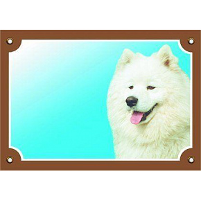 Kolorowa tabliczka Uwaga pies, Samojed