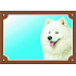Kolorowa tabliczka Uwaga pies, Samojed