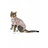 Kombinezon Body Suit Step'n Go Cats 3XS beżowy BUSTER