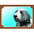 Kolorowa tabliczka Uwaga pies, Bearded Collie