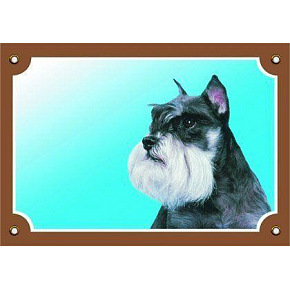 Kolorowa tabliczka Uwaga pies, Sznaucer pieprz i sól