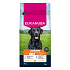 Eukanuba Dog Junior Large bogaty w świeżego kurczaka 15kg