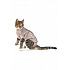 Kombinezon Body Suit Step'n Go Cats XS beżowy BUSTER