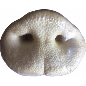 Przysmak Jack ryjek wieprzowy biały 1 szt. Przysmak Jack ryjek wieprzowy biały 1 szt.