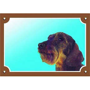 Kolorowa tabliczka Uwaga pies, Jamnik szorstkowłosy