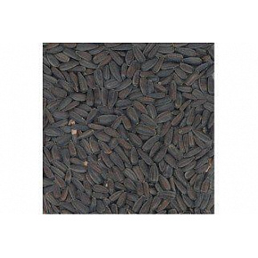 Czarny słonecznik 800g