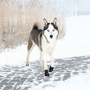 Ochronne buty WALKER ACTIVE, 2 szt. Ochronne buty WALKER ACTIVE, 2 szt.