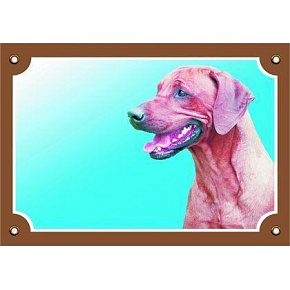 Kolorowa tabliczka Uwaga pies, Rhodesian Ridgeback