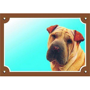 Kolorowa tabliczka Uwaga pies, Shar Pei