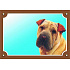 Kolorowa tabliczka Uwaga pies, Shar Pei