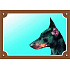 Kolorowa tabliczka Uwaga pies, Doberman